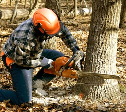 Tree Removal in Maryneal, TX